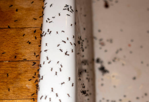 Best Affordable Pest Control Services  in Lakewood Park, TN